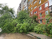 19 деревьев повалило прошедшим в Нижнем Новгороде ливнем