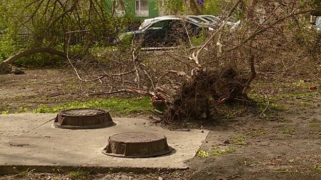 Во дворе дома на Анненской спилили сухое дерево