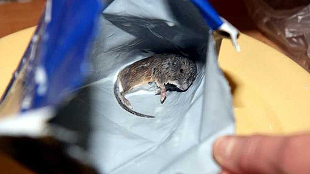 Летучая мышь и гвоздь. Что воронежцы находят в продуктах и кому жаловаться на «сюрпризы»