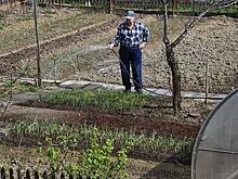 Дачникам дали совет по подготовке грядок к будущему сезону