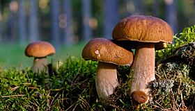 Врач перечислила съедобные грибы, которые нельзя употреблять