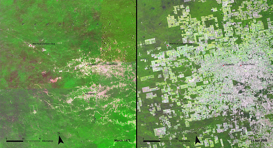 Рост сельскохозяйственных территорий в Парагвае (март 1977/апрель 2008).