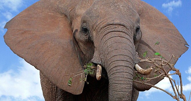 Найден ген, позволяющий слонам не болеть раком