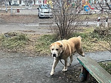 На Урале полицейский застрелил агрессивного алабая