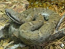 В Прикамье родители убили ядовитую змею, ползавшую у ворот детского сада