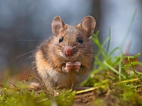Ученые научились переводить с языка мышей