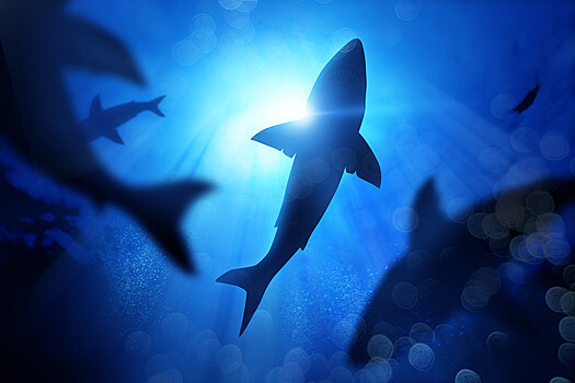 Ученые: популяция акул сократилась на 70% за последние 50 лет
