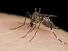 43-летняя немка лишилась ног и руки из-за укуса комара