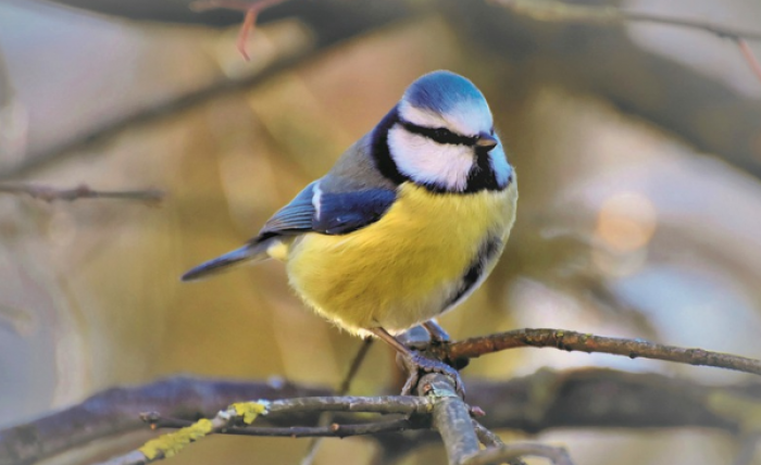 В Северном Бутове 7 февраля стартует эколого-просветительский QR-квест «Дари тепло»