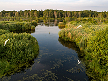 В новой инициативе Минприроды прописано разрешение на ведение хоздеятельности на территориях «краснокнижных» растений