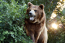 Почему в Сочи наблюдается "нашествие" медведей