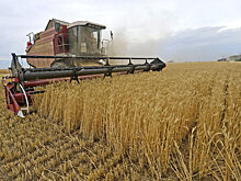 Крупнейший агрохолдинг Сибири признан банкротом