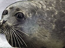 В Астрахани стартовала экспедиция по сохранению каспийского тюленя