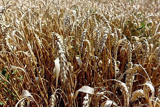 В Крыму собрали 1 миллион 350 тысяч тонн зерна