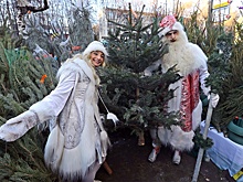 Где и как можно самому срубить новогоднюю елку