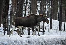 В Нижегородской области выявили случай незаконной охоты на лося