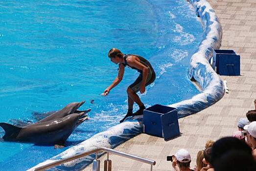 Минприроды: Запрещать зоопарки и дельфинарии в России пока не будут