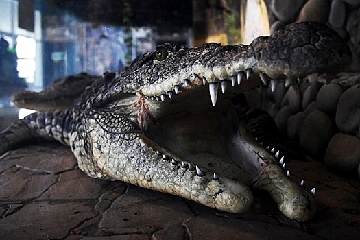 Ребенок получил живого крокодила вместо аквариумной рыбки