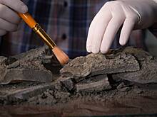 Древние сокровища откопали в Чечне