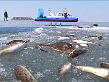 Экстремальная рыбалка: В Приморье рыбаки не спешат покидать лед, несмотря на требования МЧС