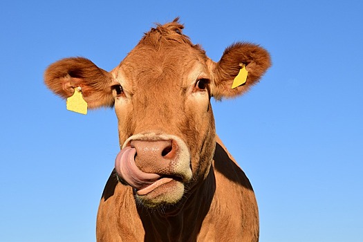 Учёные нашли у коров человеческие черты