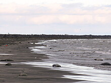 Десятки мертвых тюленей нашли на берегу Каспия в Казахстане