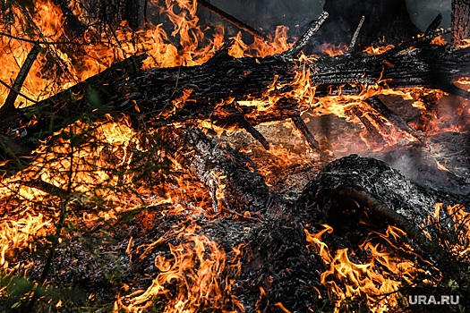 Депутат Госдумы Бурматов обвинил черных лесорубов в пожарах