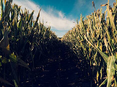 Девятимесячного младенца нашли посреди кукурузного поля