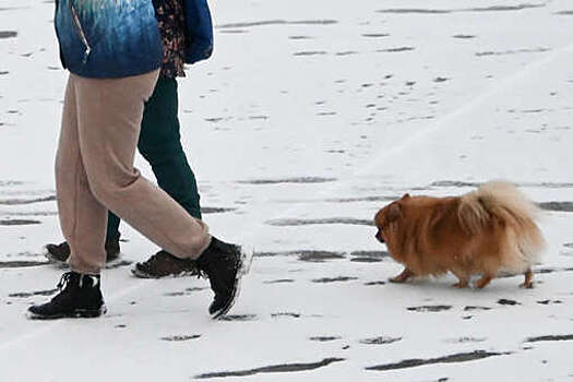 Кинолог Голубев предостерег владельцев собак от длительных прогулок с питомцами на морозе