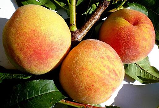 Новые сорта абрикосов и персиков селекции НБС превосходят зарубежные аналоги
