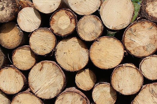 Нижегородские лесхозы начнут продавать древесину на международной Товарно-сырьевой бирже
