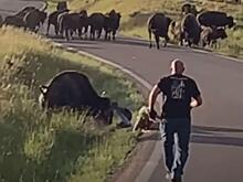 Бизон лишил штанов рассеянную туристку на глазах у своих сородичей в США