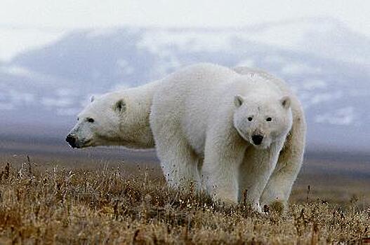 Международная конференция "Вселенная белого медведя" открылась на Чукотке