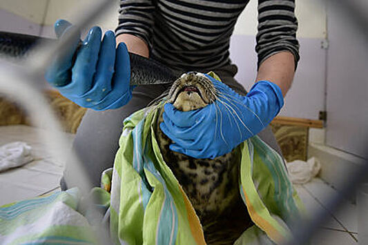В Приморье спасли раненного тюлененка