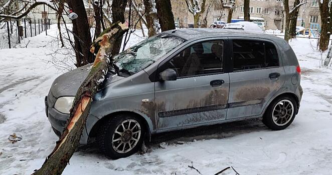 В Кирове на припаркованный во дворе автомобиль упало дерево