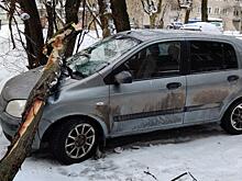 В Кирове на припаркованный во дворе автомобиль упало дерево