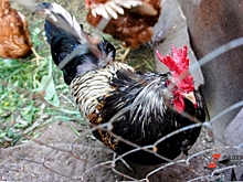 Почему суд отменил торги по продаже челябинской птицефабрики