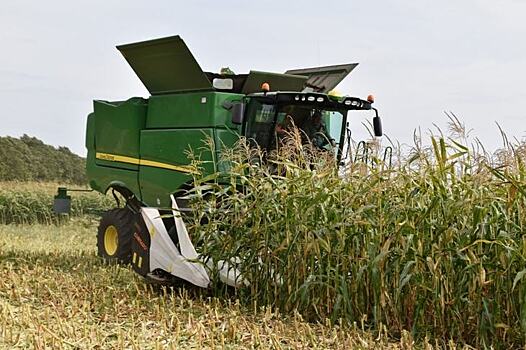 Российские гибриды кукурузы и подсолнечника оценили аграрии Рязанской области