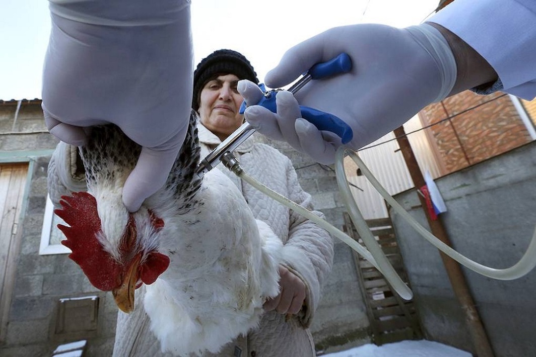 Прививка от птичьего гриппа. Вакцинация птицы на птицефабрике. Вакцинация птицы от птичьего гриппа.