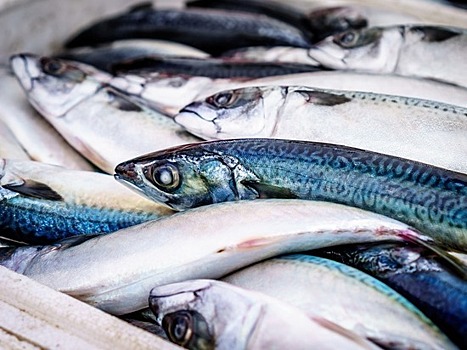 Российские ученые нашли способ отличить дорогую рыбу от дешевой