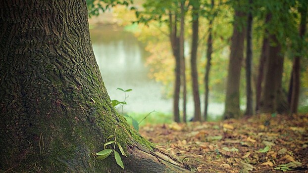 В Ленобласти обсудили создание лесопаркового зелёного пояса вокруг Петербурга