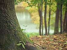 В Ленобласти обсудили создание лесопаркового зелёного пояса вокруг Петербурга