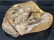 Найдено самое древнее сердце на планете