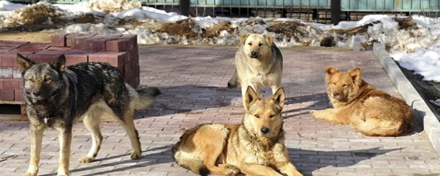 В Волгограде ребенку, которого покусала собака, выплатят 30 тысяч рублей