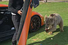 Медведь оторвал дверь Lamborghini арабского шейха и попал на видео