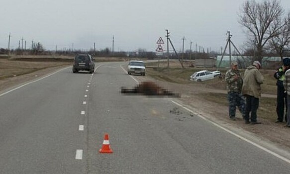На Кубани молодой водитель сбил лошадь