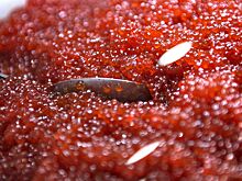 В РФ начала дешеветь красная икра