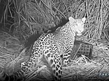 Самка леопарда воссоединилась с детёнышами и попала на видео в Индии