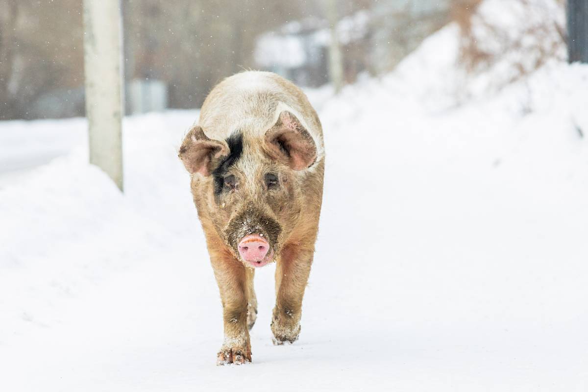 ������&nbsp; ����������� ������ ������������ �������� ��������� ������