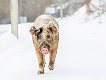 Жители российского города пожаловались на обилие бездомных свиней